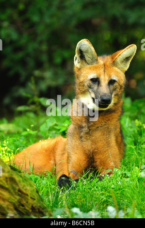 Close-up of Maned Wolf (Chrysocyon brachyurus) lying in field Stock Photo