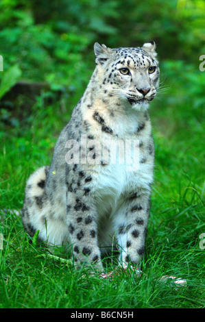 Close-up of Snow leopard (Uncia uncia) sitting in field Stock Photo