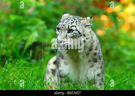 Close-up of Snow leopard (Uncia uncia) sitting in field Stock Photo