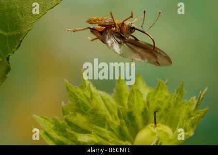 Close-up of Acorn Weevil (Curculio nucum) flying over flower Stock Photo