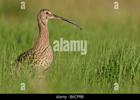 Close-up of Eurasian Curlew (Numenius Arquata) in field Stock Photo