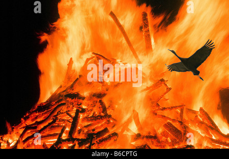 Phoenix rising from the flmaes Stock Photo
