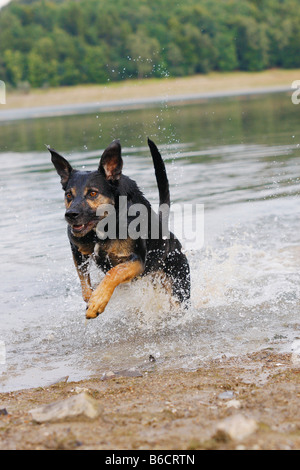 German Shepherd running in water Stock Photo