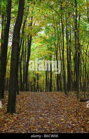A fall path of leaves on the forest floor Stock Photo
