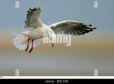 Close-up of seagull in flight Stock Photo