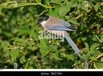 Close-up of Azure-winged Magpie (Cyanopica cyana) perching on hedge