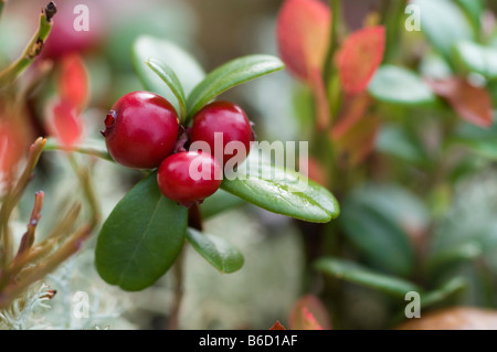 Close-up of berries of Arctostaphylos uva-ursi, Norway