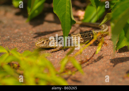 High angle view of Sand lizard (Lacerta agilis), Germany Stock Photo