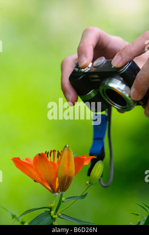 Person's hand taking picture of Orange lily (Lilium bulbiferum) with digital camera, Styria, Austria Stock Photo
