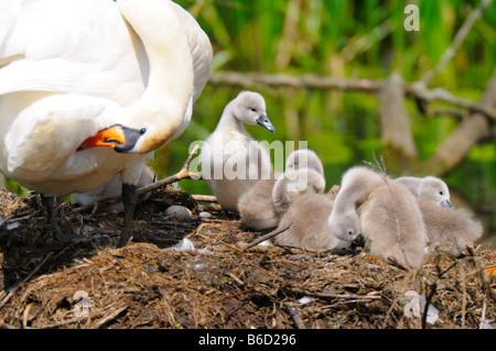 Mute swan (Cygnus olor) with its cygnets in nest Stock Photo