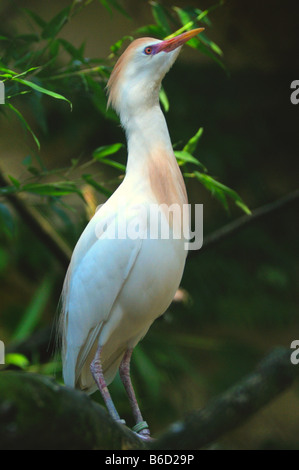 Close-up of Cattle egret (Bubulcus ibis) Stock Photo