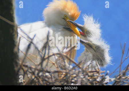 Close-up of Cattle egret (Bubulcus ibis) feeding to its chick Stock Photo