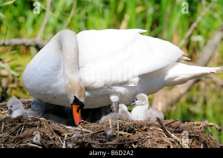 Mute swan (Cygnus olor) with its cygnets in nest Stock Photo