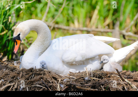 Mute swan (Cygnus olor) with its cygnets in nest Stock Photo