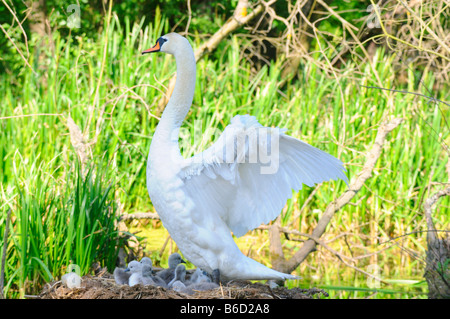 Mute swan (Cygnus olor) with its cygnets in nest Stock Photo