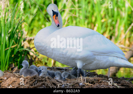 Mute swan (Cygnus olor) with its cygnets in nest Stock Photo