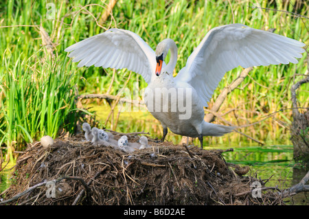 Mute swan (Cygnus olor) with its cygnets in nest Stock Photo