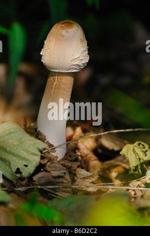 Parasol mushroom (Macrolepiota procera) growing in field Stock Photo