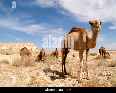 Camel herd grazing in the Judea Desert Israel Stock Photo