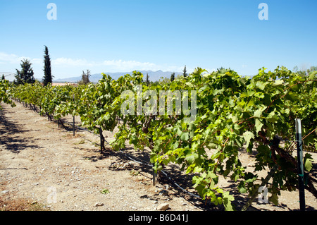 Pahrump Winery, Nevada Stock Photo