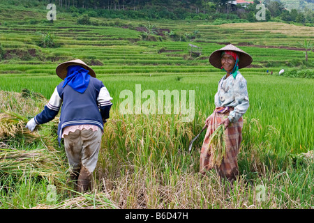 Rice harvesting in Java, Indonesia, Asia Stock Photo - Alamy