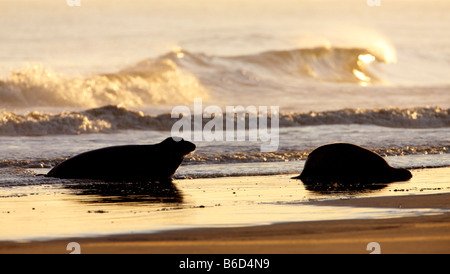 Grey Seal Halichoerus grypus bulls on shorline at sunrise Donna Nook Lincolnshire Stock Photo