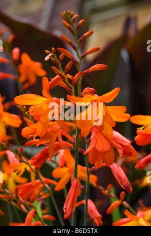 CROCOSMIA  X CROCOSMIIFLORA 'JAMES COEY' Stock Photo