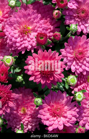 Chrysanthemum 'Nina' Stock Photo