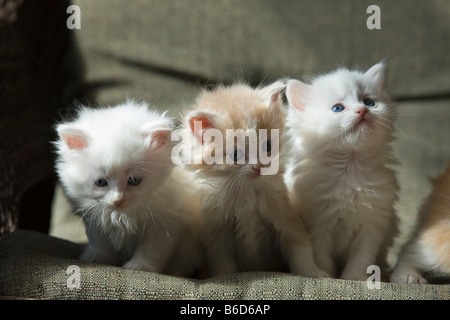 GROUP OF THREE 6 WEEK OLD LONG HAIRED WHITE GINGER KITTENS ON WICKER PORCH CHAIR Stock Photo