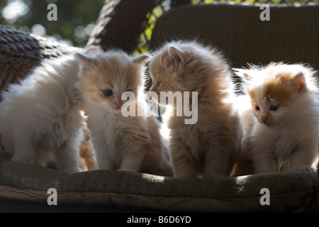 GROUP OF THREE 6 WEEK OLD LONG HAIRED WHITE GINGER KITTENS ON WICKER PORCH CHAIR Stock Photo