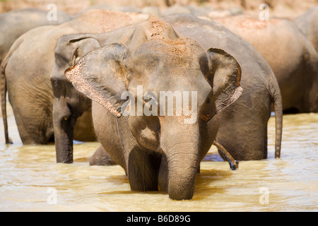 A herd of elephants standing in a shallow river near The Pinnawela Elephant Orphanage in Sri Lanka Stock Photo