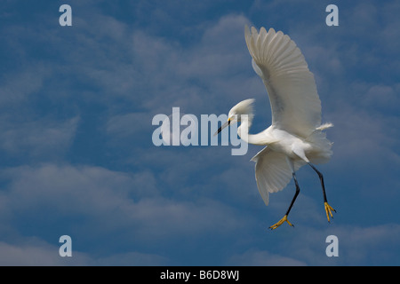 Snowy Egret Egretta thula in flight Stock Photo