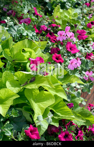 LIME GREEN FOLIAGE OF IPOMOEA BATATAS MARGARITA WITH PURPLE PETUNIAS AMENITY PLANTINGS CHERBOURG MANCHE FRANCE Stock Photo