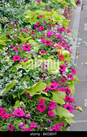 LIME GREEN FOLIAGE OF IPOMOEA BATATAS MARGARITA WITH PURPLE PETUNIAS AMENITY PLANTINGS CHERBOURG MANCHE FRANCE Stock Photo