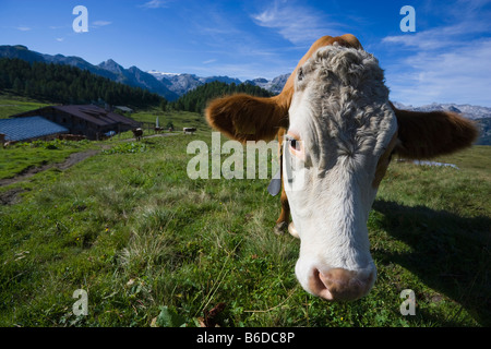 Cow on meadow at Gotzenalm near Koenigssee Berchtesgaden Alps Germany August 2008 Stock Photo