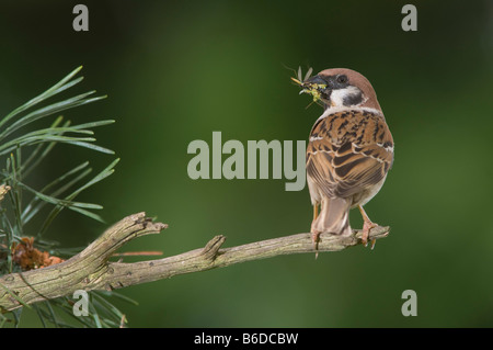 Tree Sparrow(passer montanus) Stock Photo