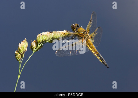 Four-spotted Chaser Dragonfly Stock Photo
