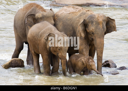 A group of elephants walking across a shallow river near The Pinnawela Elephant Orphanage in Sri Lanka Stock Photo