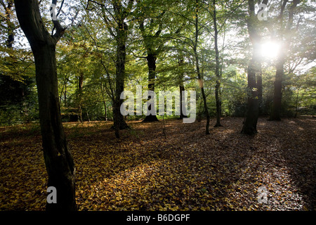 Queen's Wood in autumn. Haringey, London, England, UK Stock Photo