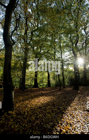 Queen's Wood in autumn. Haringey, London, England, UK Stock Photo