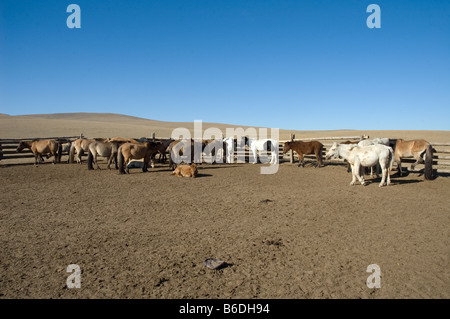 Mongolia. Life on the Steppes. Corral for trek horses. 2007 Stock Photo ...