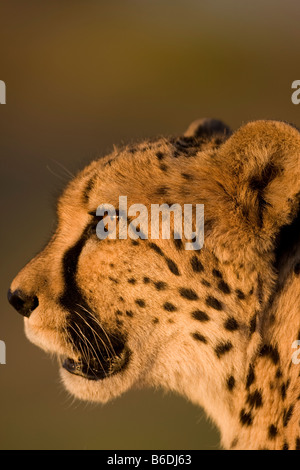 Africa Namibia Keetmanshoop Captive Adult Cheetah Acinonyx jubatas sitting in setting sun Stock Photo