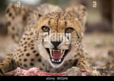 Africa Namibia Keetmanshoop Captive Adult Female Cheetah Acinonyx jubatas snarls while feeding on raw meat at game farm Stock Photo