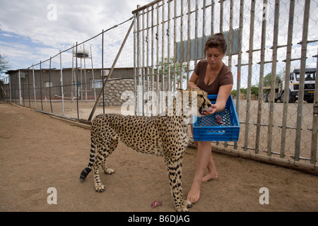 Africa Namibia Keetmanshoop Young woman hand feeds captive Cheetah Acinonyx jubatas at game farm Stock Photo