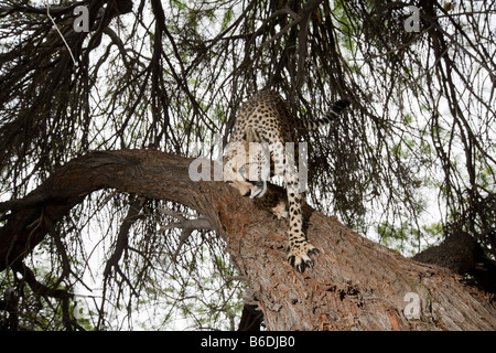 Africa Namibia Keetmanshoop Captive Adult female Cheetah Acinonyx jubatas climbing in shade of acacia tree Stock Photo
