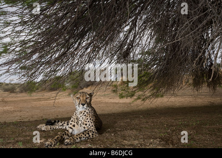 Africa Namibia Keetmanshoop Captive Adult female Cheetah Acinonyx jubatas resting in shade of acacia tree Stock Photo
