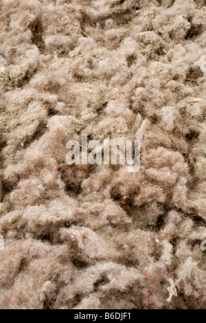 Dust and hair from a vacuum cleaner bag Stock Photo