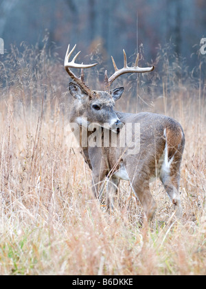 Trophy whitetail Deer environmental portrait Stock Photo