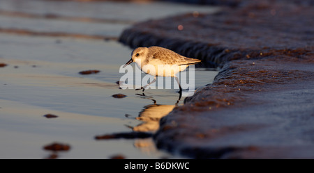 Sanderling Calidris alba on shore line with reflection Donna Nook Lincolnshire Stock Photo