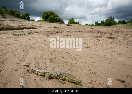 Africa Botswana Chobe National Park Young Nile Crocodile Crocodylus niloticus resting on sandy banks of Chobe River Stock Photo